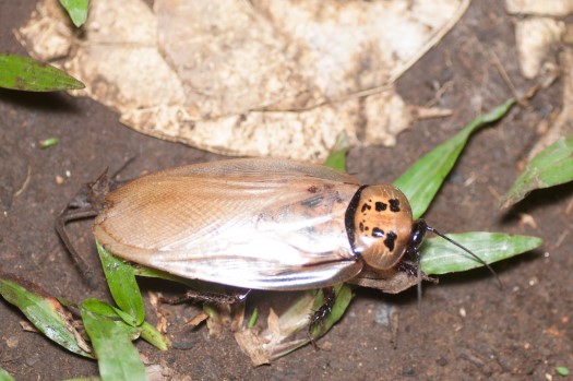 Bat Cave Roach at Rio Bigal